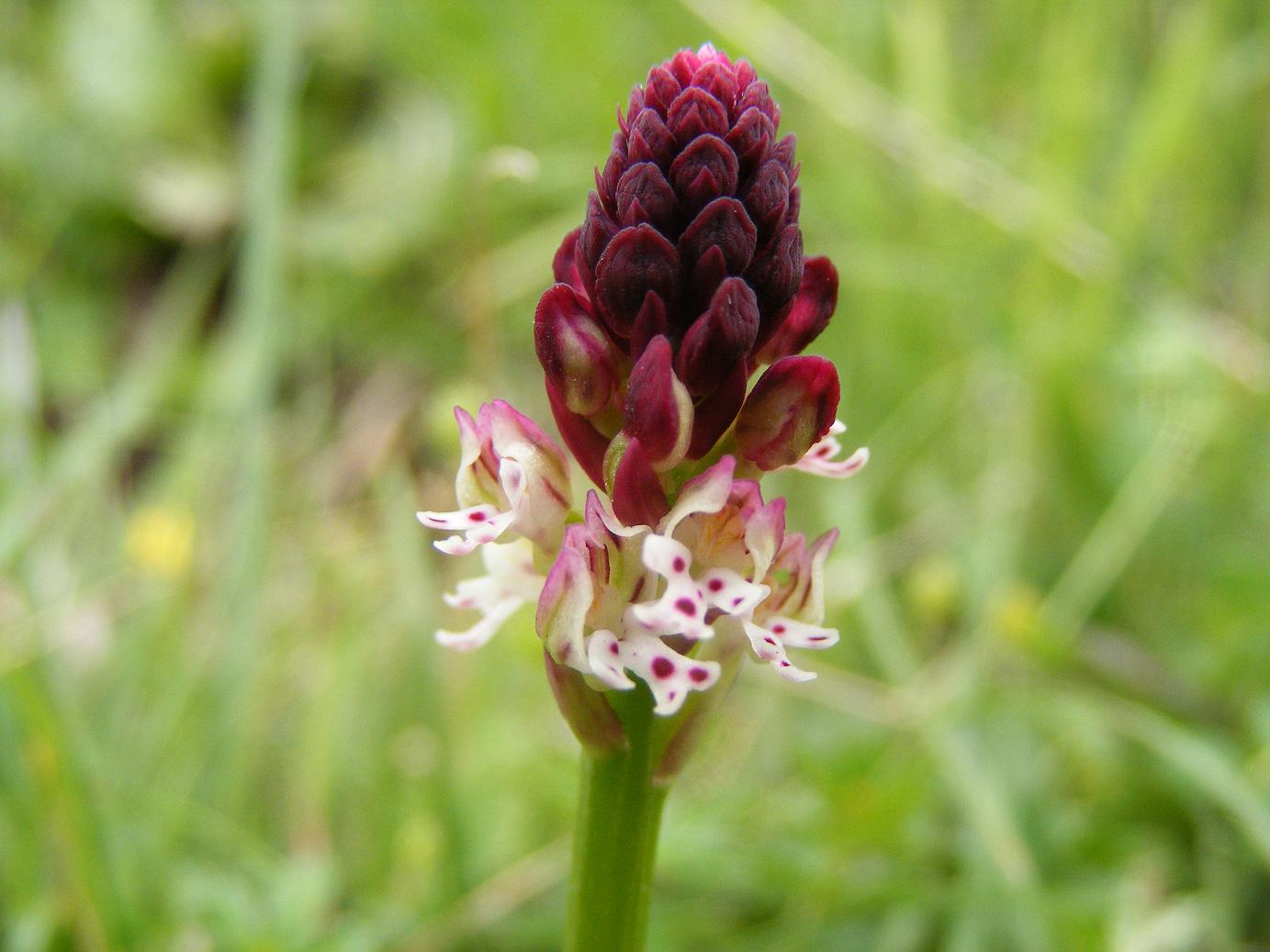 Orchis ustulata